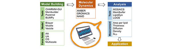 Research Achievements in Biomembrane Studies by Scholars from MPU Published in Top Computational Mathematics Journal